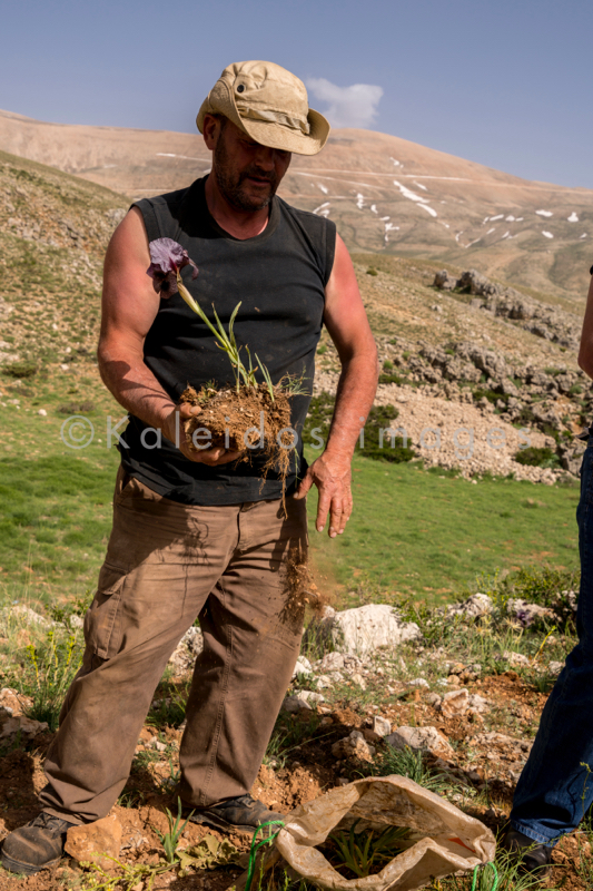 Al Arz;Iris;Iris Cedreti;Kaleidos;Kaleidos images;Lebanon;Middle East;Near East;Tarek Charara;Youssef Tawk;Flowers;Endemic;Endemic species;Critically endangered;Critically endangered species